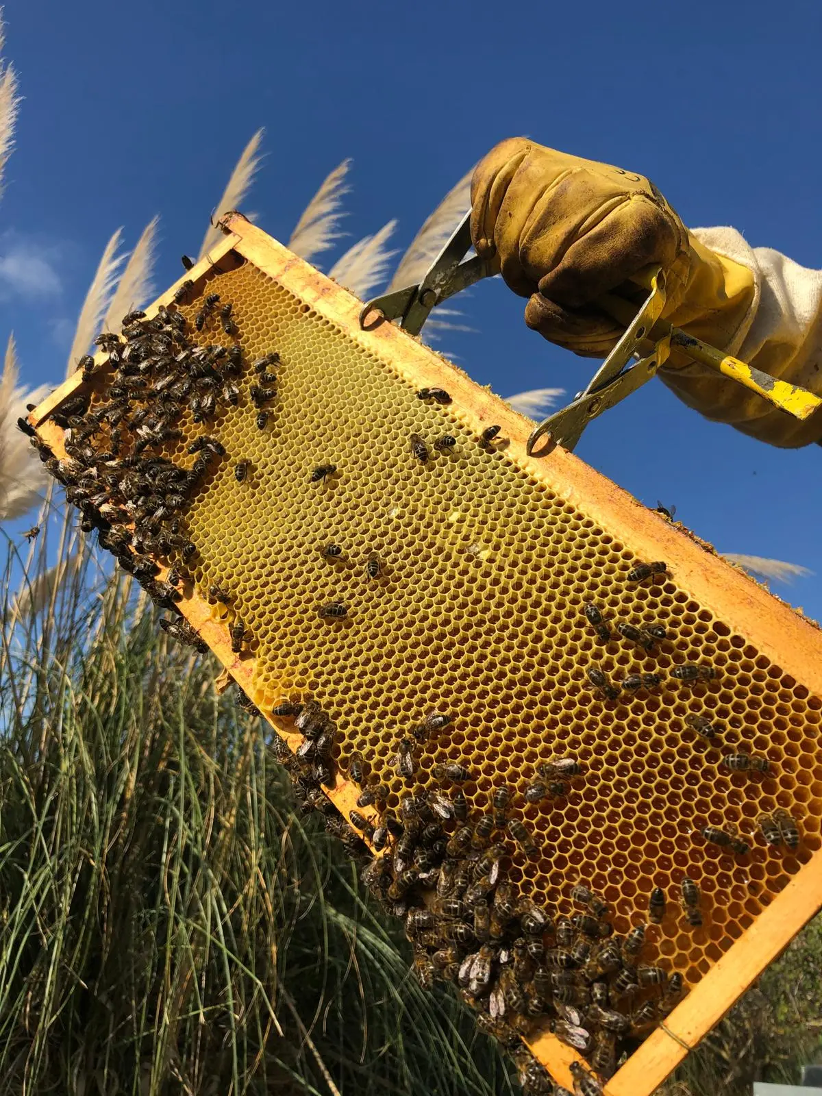 Miel auténtica. Con respeto por las abejas.