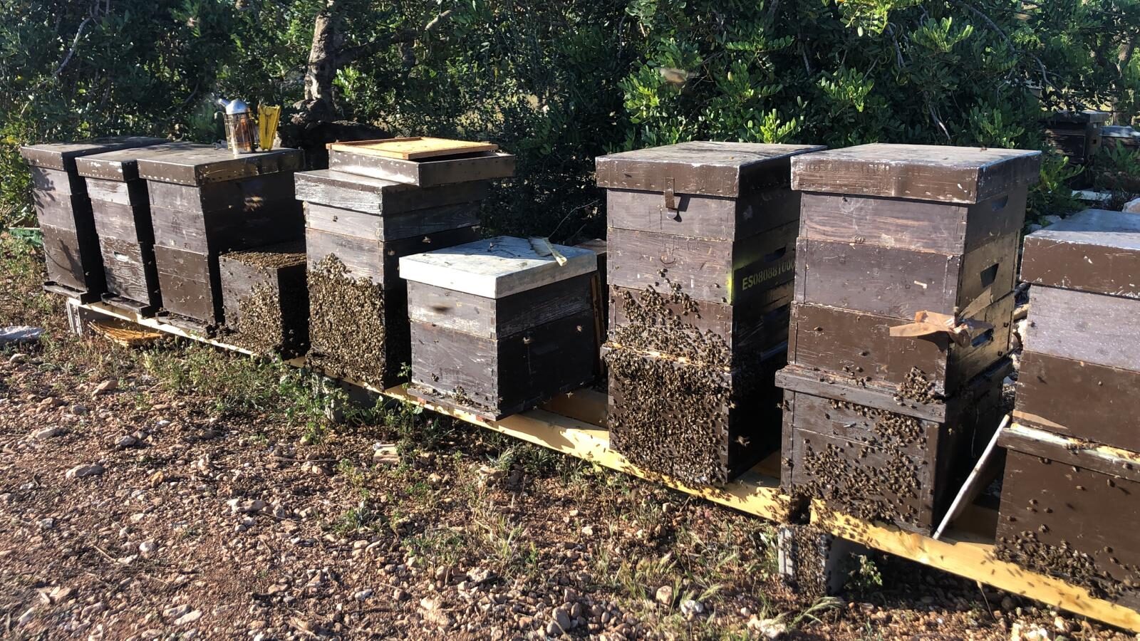 Nuestras abejas